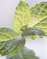 ESSENTIAL OIL OF MINT