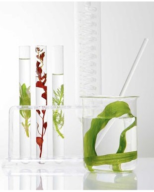 I 5 principi attivi naturali che stanno rivoluzionando la cosmetica